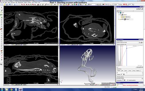fossil ct scan data analyses supplementary information