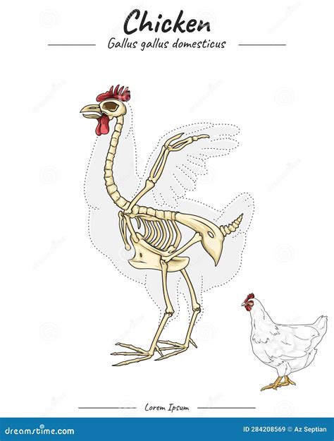 Skeleton Of Chicken Template Stock Vector Illustration Of Drawing