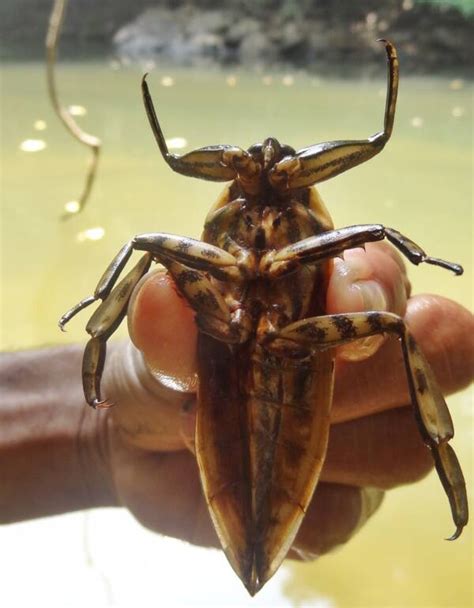 Why The Giant Water Bug Is The Stuff Of Nightmares