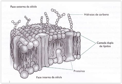 Tipos De Membranas