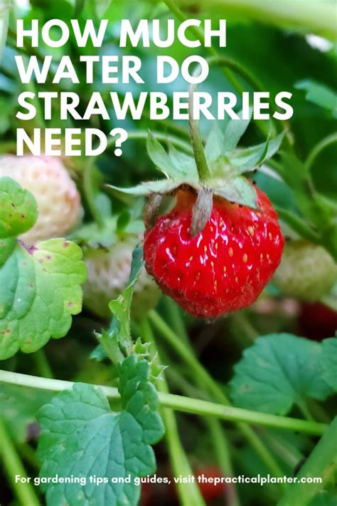 As roots grow and spread, irrigation volume will. How Much Water Do Strawberries Need? (And What's the Best ...