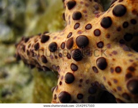 Gomophia Egyptiaca Egyptian Sea Star Starfish Stock Photo 2142957103