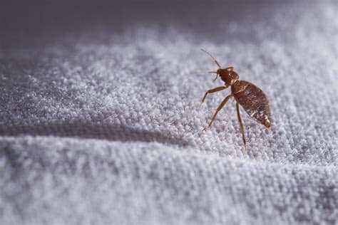 Make sure you inspect all the cracks and crevices of the night stand if you stay in a hotel room and are worried about bed bugs take these precautions when you return home to reduce the risk of bringing bed bugs into your. How Can Bed Bugs Infest Only One Room? - Bed Bugs Sprays