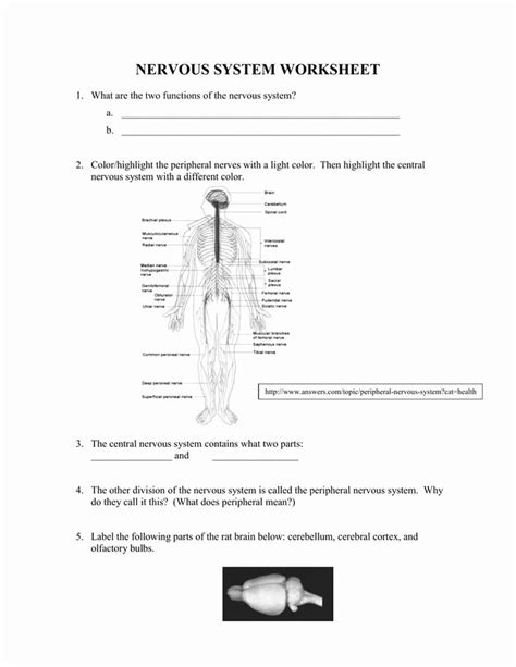Nervous System Interactive Worksheet Hot Sex Picture