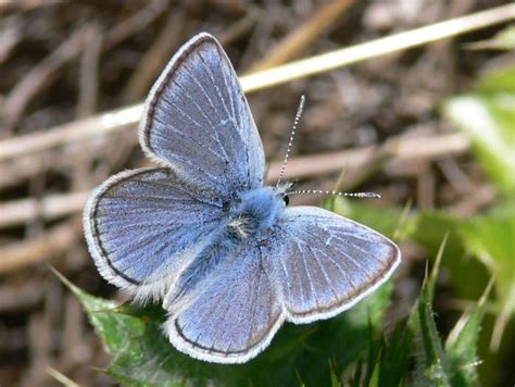 Mission Blue Butterfly Endangered Flickr Photo Sharing