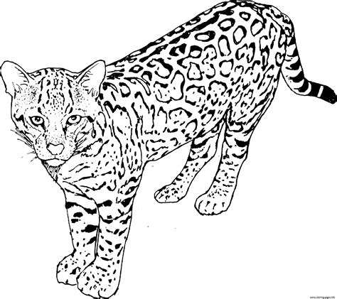 Leopard Panther A Member Of The Felidae Coloring Page Printable