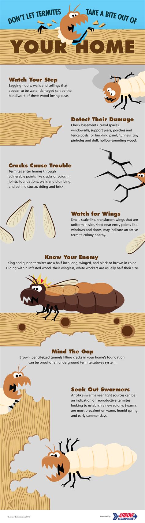 an infographic guide to detecting termites in your home