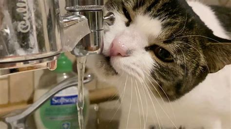Cat Drinking From Faucet Slo Mo Slow Motion Youtube