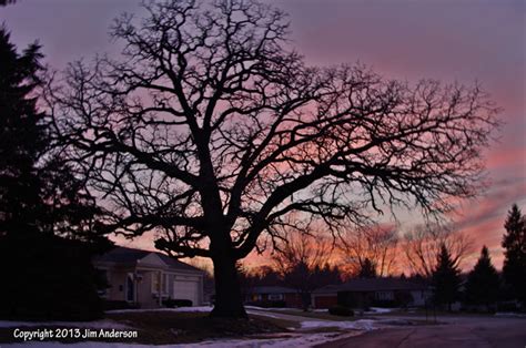 Aesthetic Pruning Goals You Should Consider For Your Garden Sancturay