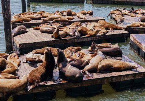 Protecting The Sea Lions At Fishermans Wharf City Experiences