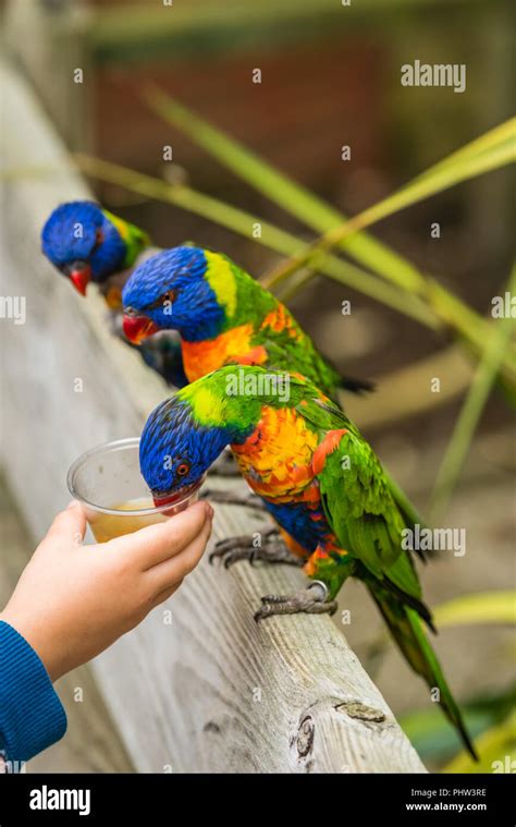 Child Feeding Sweet Nectar To Lorikeets Stock Photo Alamy