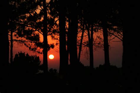 Sunset Through Pine Trees Not Much Time For Photography S Flickr