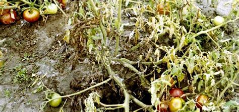 Trichoderma Jamur Pencegah Layu Fusarium Pada Tanaman Petani Millenial
