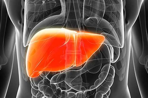 How To Prevent Liver Damage What To Include In Diet And What Not