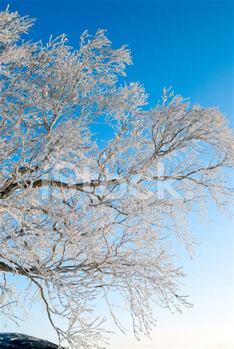 Frozen Snow Covered Tree Stock Photos