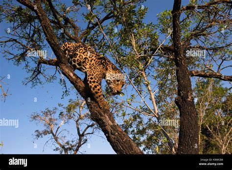 Jaguar In A Tree