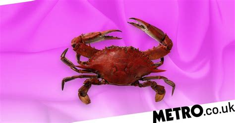 How To Do The Crab Sex Position Metro News