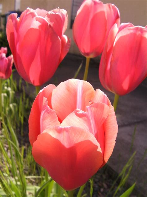 Tulips Free Stock Photo Public Domain Pictures