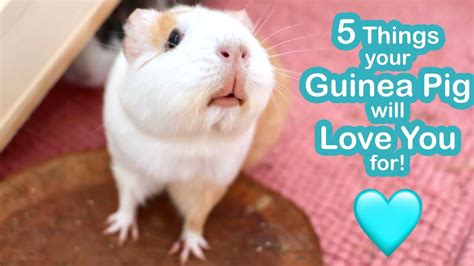 5 Things Your Guinea Pigs Will Love You For Youtube