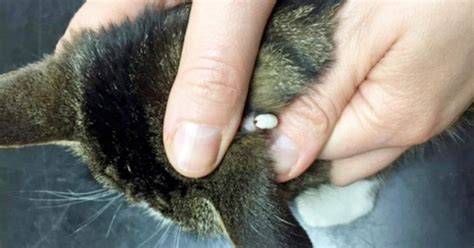 Tick Borne Diseases In Cats Vet Times