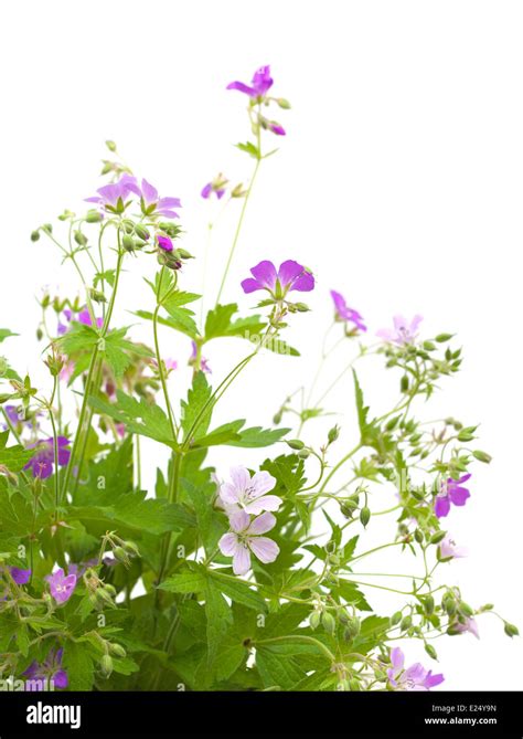 Wild Flowers Bunch Isolated On White Stock Photo Alamy