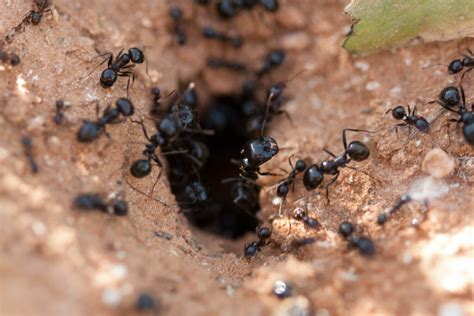 Servicing all of greater houston & surrounding areas. Ant Control Archives - Drive-Bye Pest Exterminators