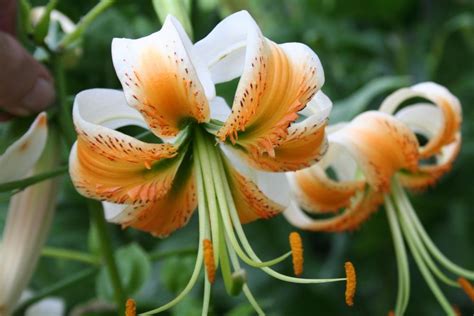 Lily Lilium Lady Alice In The Lilies Database