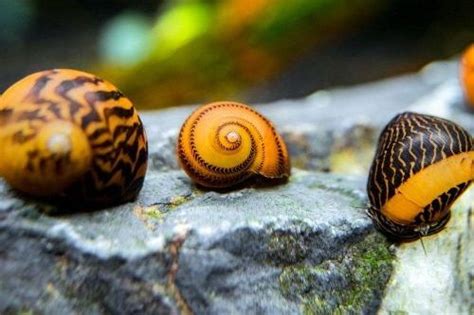 Viimeisimmät twiitit käyttäjältä sesamajenis (@sesama_jenis). 16 Jenis Ikan, Keong, dan Udang Pemakan Alga Terbaik ...