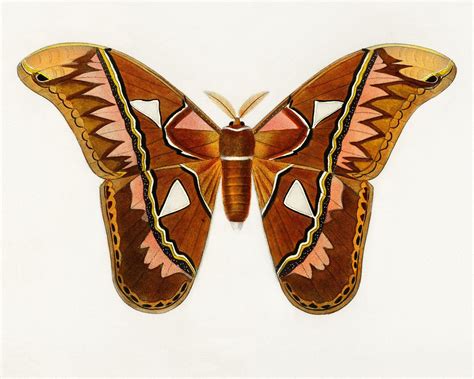 Aztec Butterfly Butterfly Art Print Vintage Illustration Butterfly
