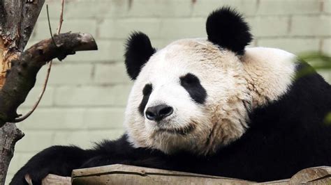 Panda Pregnant Cub Watch At Edinburgh Zoo Uk News Sky News
