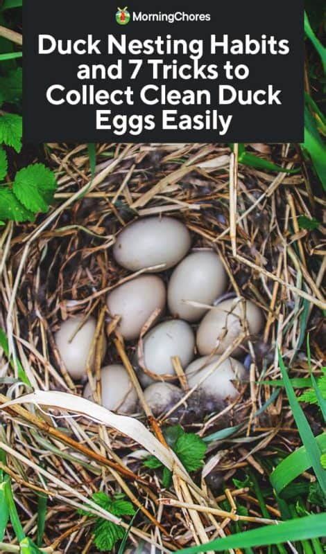 Duck Nesting Habits And 7 Tricks To Collect Clean Duck Eggs Easily
