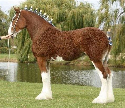 willow  clydesdales  equinenow