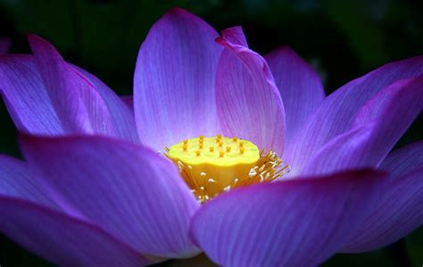 Purple Lotus Flower Wallpaper 08 Lotus Flower Pictures And Images