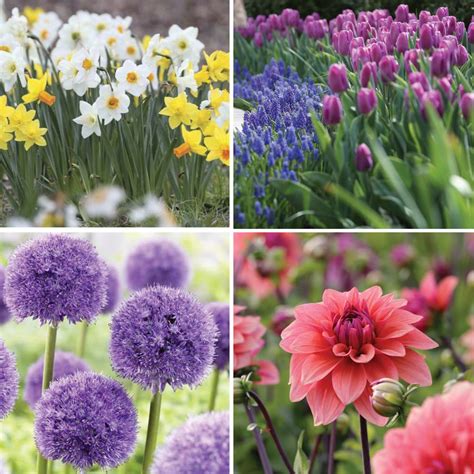 Remove spent stems to encourage new growth and enjoy the fireworks of flowers all season long. Bloom Time Chart for Spring and Summer Bulbs - Longfield ...