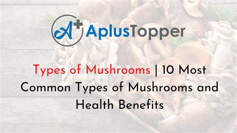 Types Of Mushrooms 10 Most Common Types Of Mushrooms And Health Benefits A Plus Topper