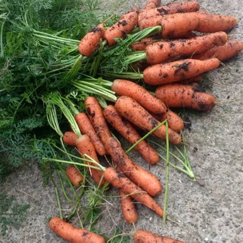 Daucus Carota Subsp Sativus Carrot Uploaded By Bevsmith