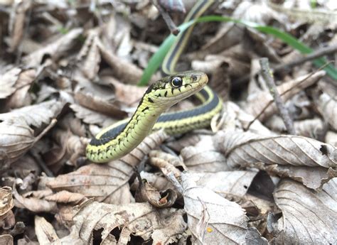 A Charming Little Common Garter Snake Thamnophis Sirtalis I Found