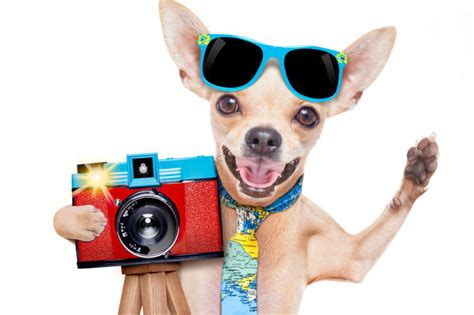 We take pride in the privilege of boarding your pet with the same loving care they receive at home. All American Pet Photo Day - National and International ...