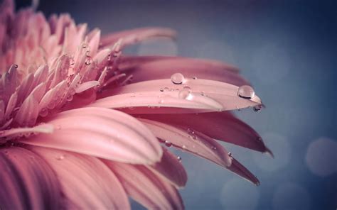 Wallpaper Water Drops Pink Flower Close Up Bokeh Petals Resolution X Wallpx