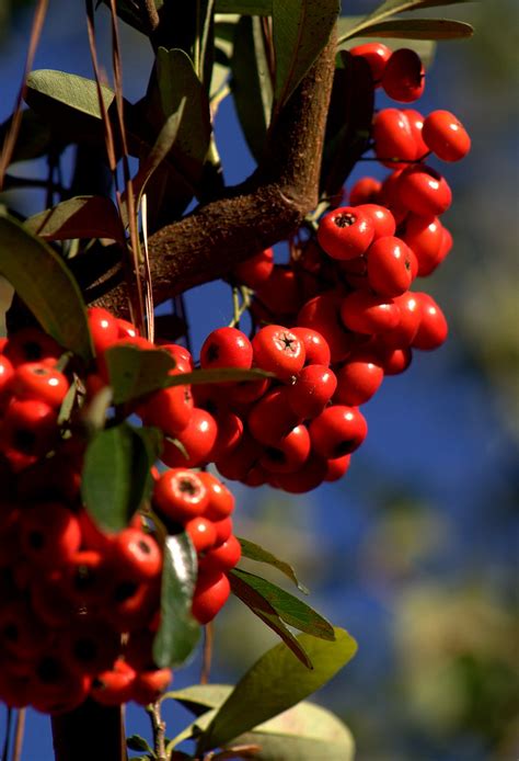 Firethornpyracantha Berries Awesome Autumn Color Jalexartis
