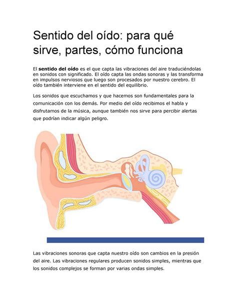 Sentidos Del Oido Todos Sus Partes Sentido Del Oído Para Qué Sirve