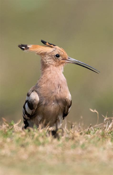 Common Hoopoe Animals Bird Photography