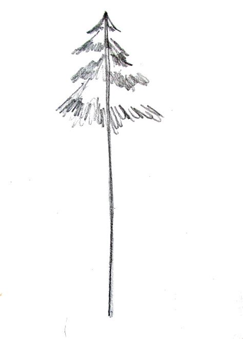Evergreen Tree Drawing At Explore Collection Of