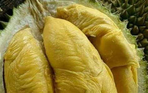 harga buah durian montong pusat distributor grosir eceran jual bibit