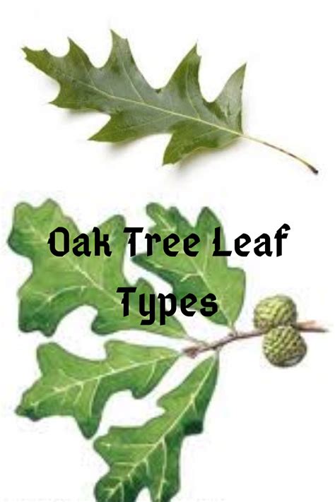Oak Tree Identification Chart By Leaf