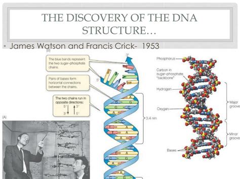 Ppt Dna Powerpoint Presentation Free Download Id2228063