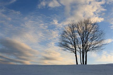 Isolated Tree Over Blue Sky Winter Panorama Stock Photo Image Of