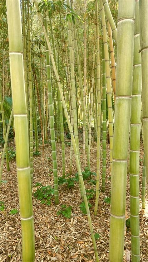 Sugar Cane Bamboo Forest And Bright Sunlight Foret En Bambou De Canne