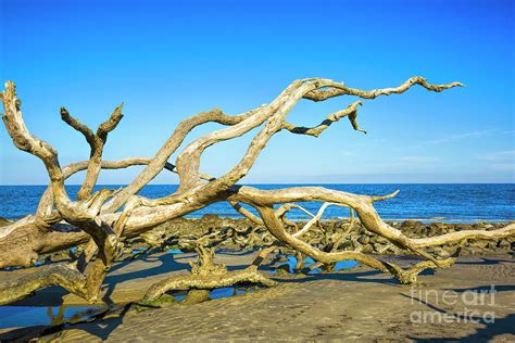 Driftwood Driftwood Beach Jekyll Island Georgia Photograph By Felix