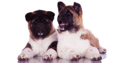 Akita Dog Breed Information Center A Complete Guide To The Akita